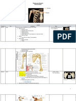Miembro Sup 1 - Hombro