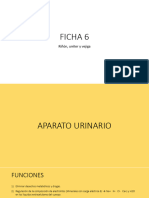 Ficha 6 - Urinario