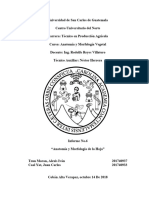 Anatomia - Informe 6