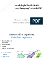 13morphology Circulatory System