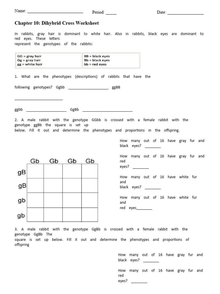 Dihybrid Cross Worksheet for Rabbits | PDF | Genotype | Zygosity