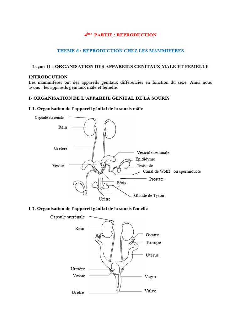 Organisation des appareils génitaux mâle et femelle PDF Système — free download