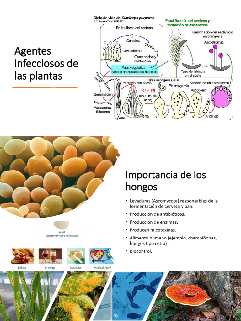 Agentes Infecciosos: Hongos y Dictiospora | PDF | Hongo | Espora