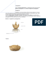 Types of Vegetative Propagation