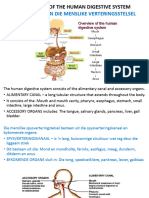 17 Structure of Digestive System-4