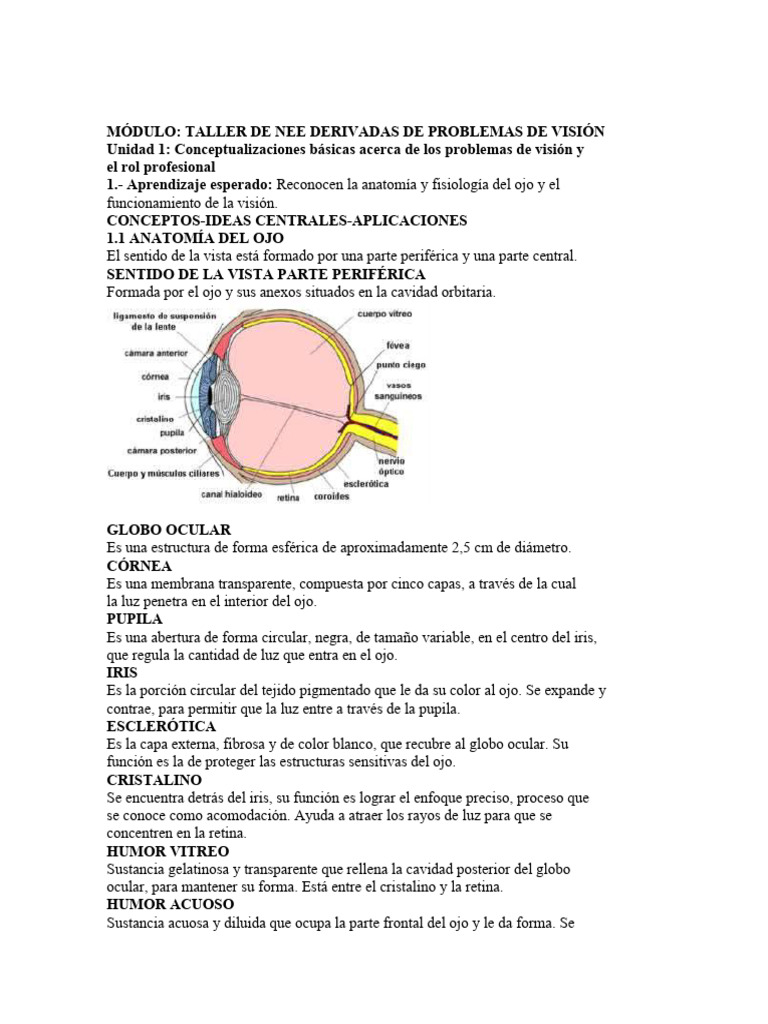 Anatomía y Fisiología del Ojo | PDF | Ojo humano | Percepción visual