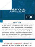 Calvin Cycle Bio Report
