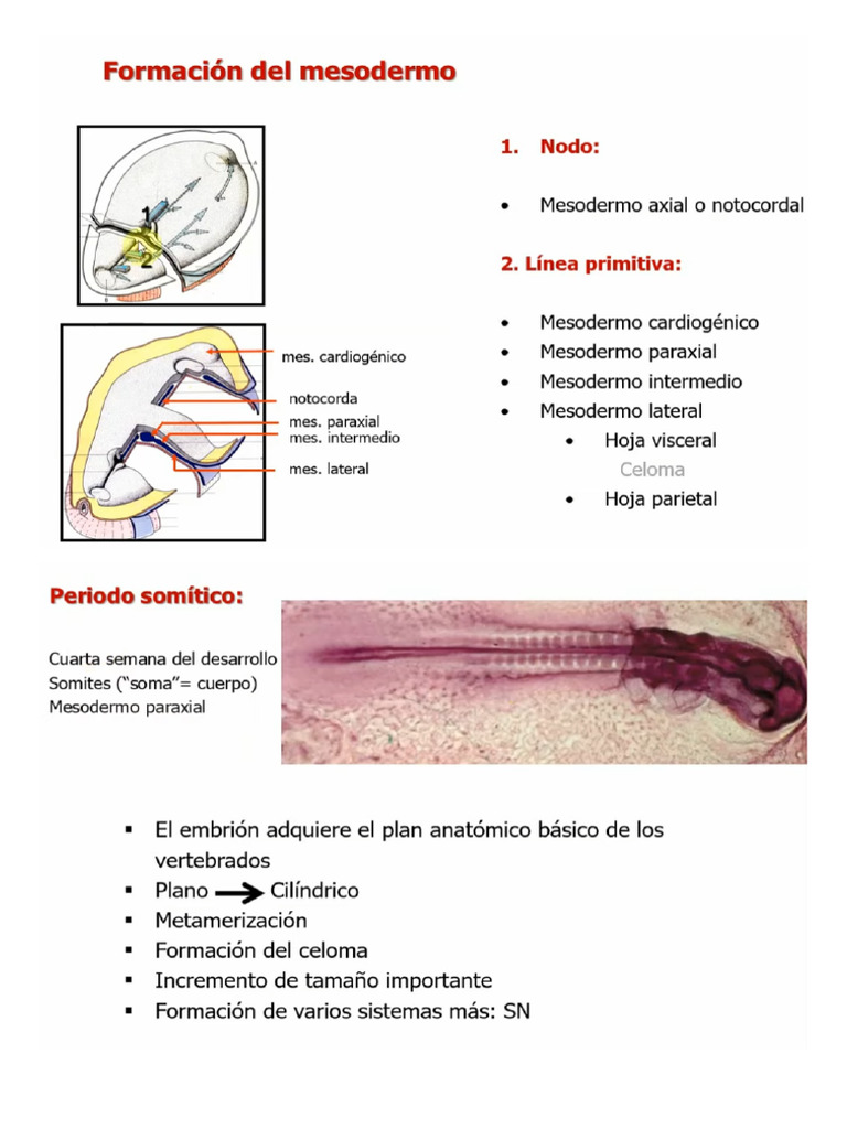 Embrión Somítico | PDF | Artes del Lenguaje y Comunicación | Estudios ...
