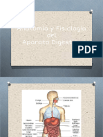 Aparato Digestivo