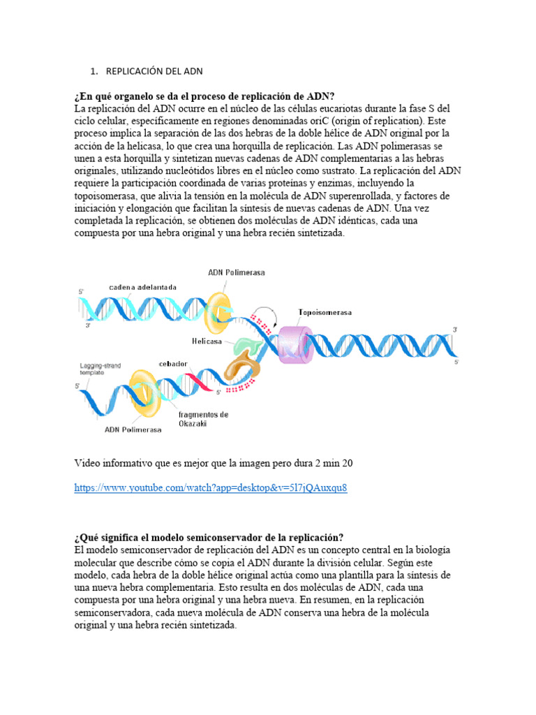 Replicación del ADN: Proceso y Enzimas | PDF | Replicación De Adn | Adn
