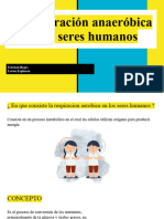 La Respiración Anaeróbica en Los Seres Humanos