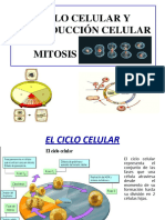 Clase 8 El Ciclo Cel Mitosis