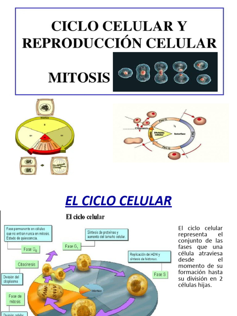 Ciclo Celular: Fases y Mitosis Explicadas | PDF | Mitosis | Ciclo celular