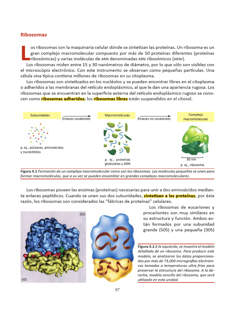 Estructura y función de los ribosomas | PDF | Traducción (biología ...