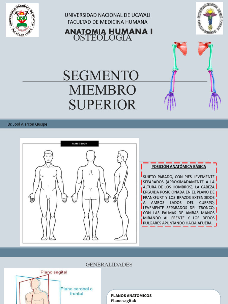 Osteología del Miembro Superior | PDF | Articulación | Sistema esquelético