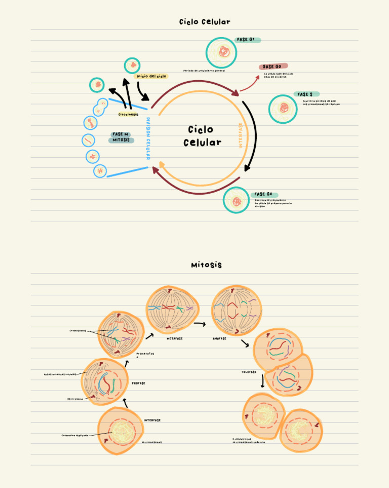 Fases del Ciclo Celular y Mitosis | PDF | Mitosis | Biología