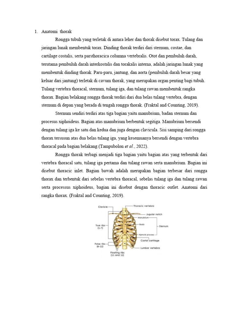 Anatomi Thorak | PDF