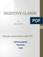 Digestive Glands