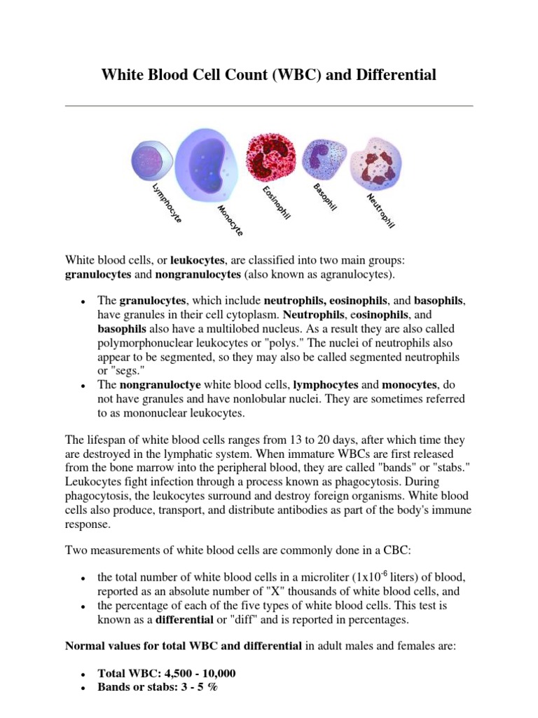 White Blood Cell Count | PDF | Granulocyte | White Blood Cell