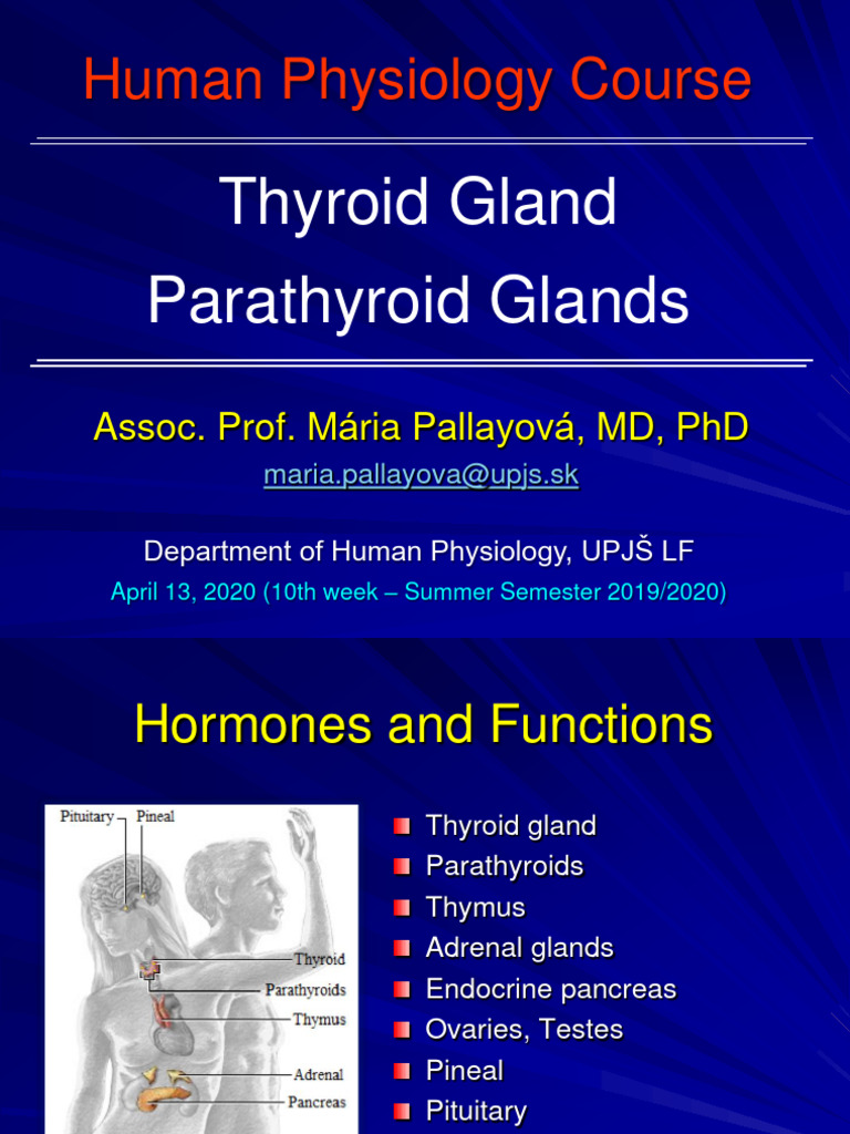 Thyroid Gland Pdf Thyroid Stimulating Hormone Hormone