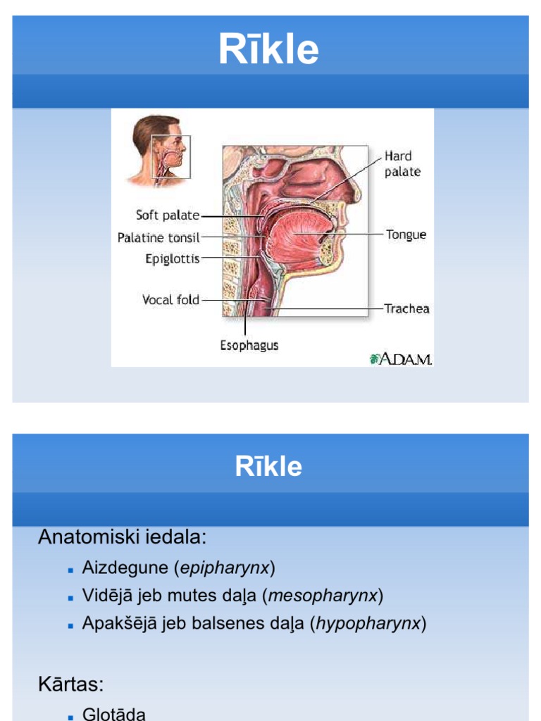 Rīkle | PDF
