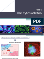 lecture 6 - cytoskeleton ST