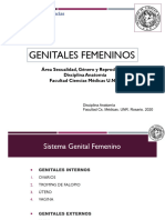 Genitales Femeninos Web 2020 1