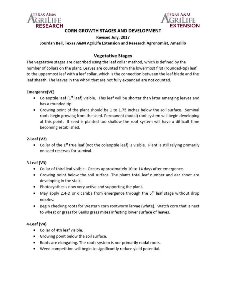 Corn Growth Stages and Development Guide | PDF | Maize | Seed