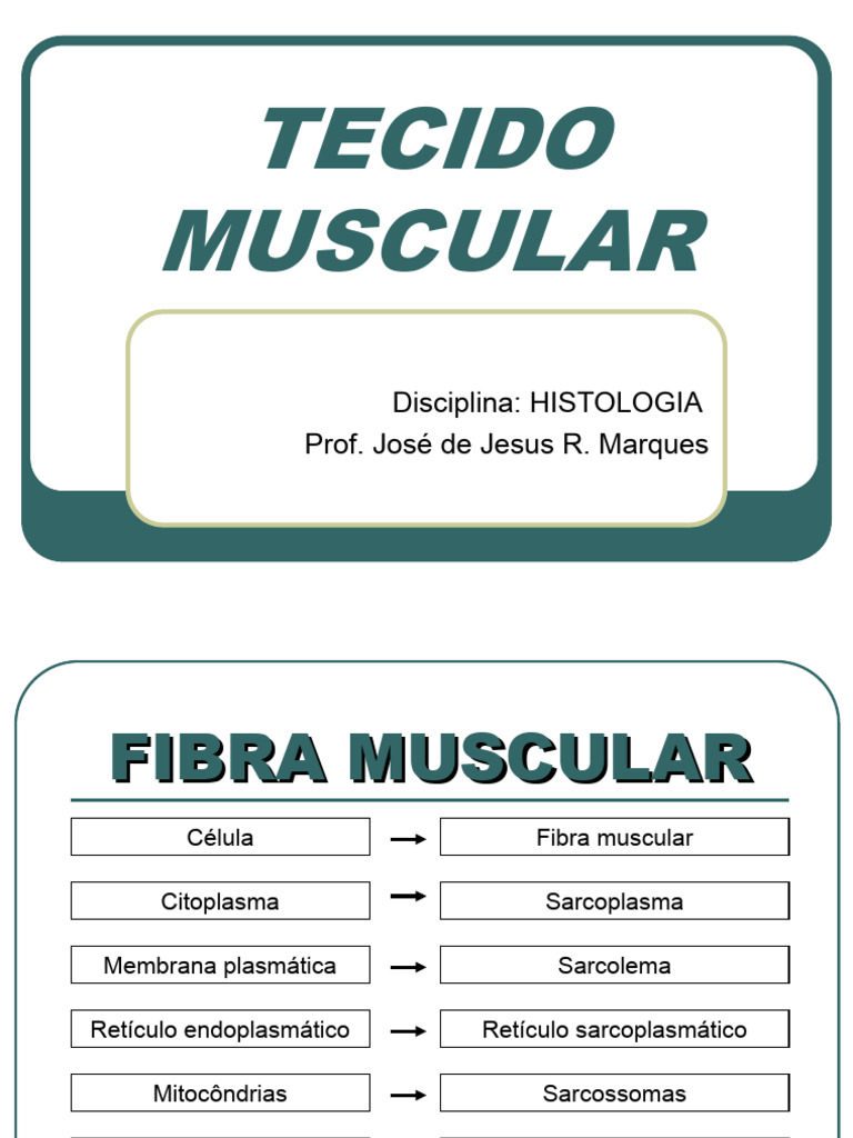 Estrutura e Classificação do Tecido Muscular | PDF | Músculo | Órgão ...