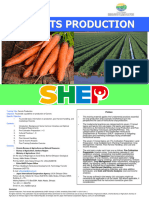 Carrots Production