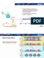 01B-Síntese Proteica e Alterações Da Informação Genética