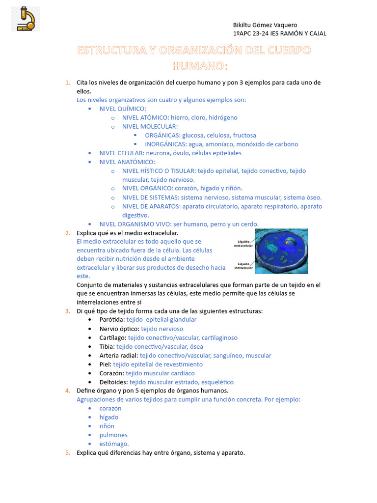 Estructura y Organización del Cuerpo Humano | PDF | Términos anatómicos ...
