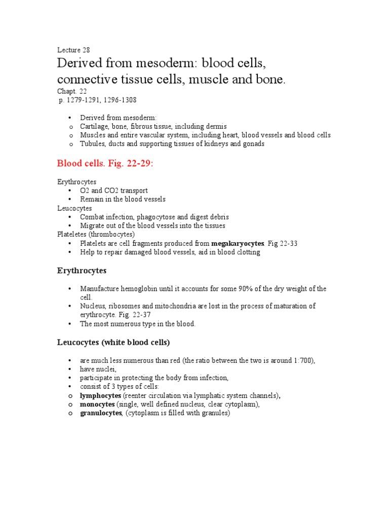 Lecture 28 Notes | PDF | Bone | White Blood Cell