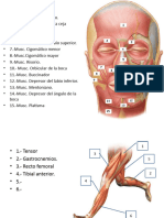 Ejercicio Musculos Locomotores