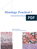 Histology Practical 3
