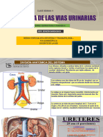 S11-Anatomia de Las Vias Urinarias
