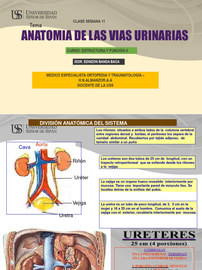 S11-Anatomia de Las Vias Urinarias | Descargar gratis PDF | Sistema ...