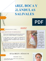 NARIZ, BOCA Y GLÁNDULAS SALIVALES