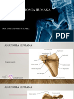 Aula I1I Anatomia Humana: Prof. André Luiz Gomes de Oliveira