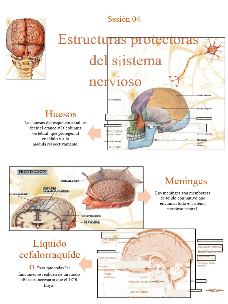 Luchia Raaa Finnnnn Raaaa | PDF | Cerebro | Sistema nervioso