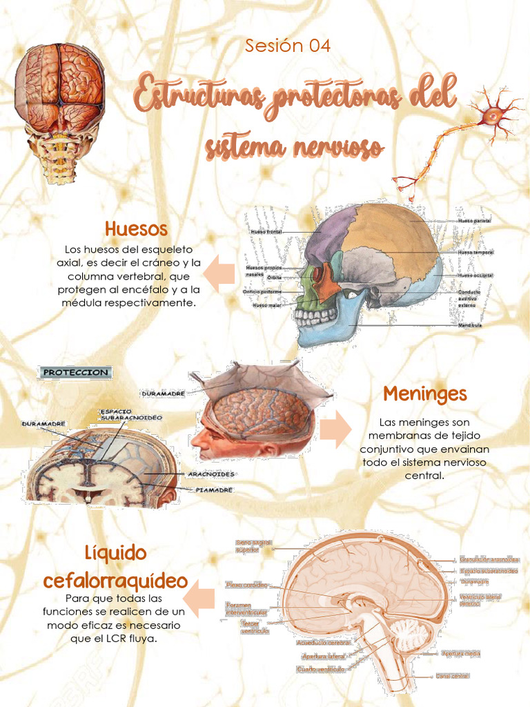 Luchia Raaa Finnnnn Raaaa | PDF | Cerebro | Hemisferio cerebral