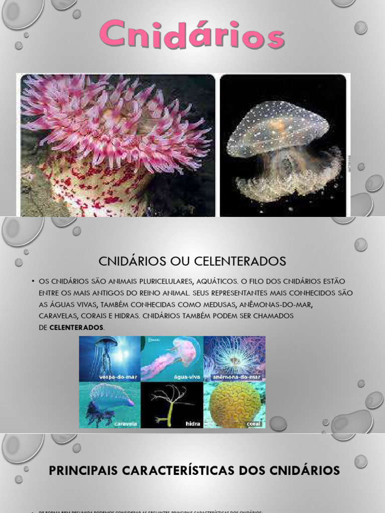 Características e Alimentação dos Cnidários | PDF | Biologia | Zoologia