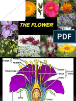 Lecture 8 - Flowers