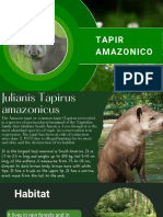 Tapir Amazonico