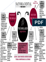 Anatomia Dental Mapa