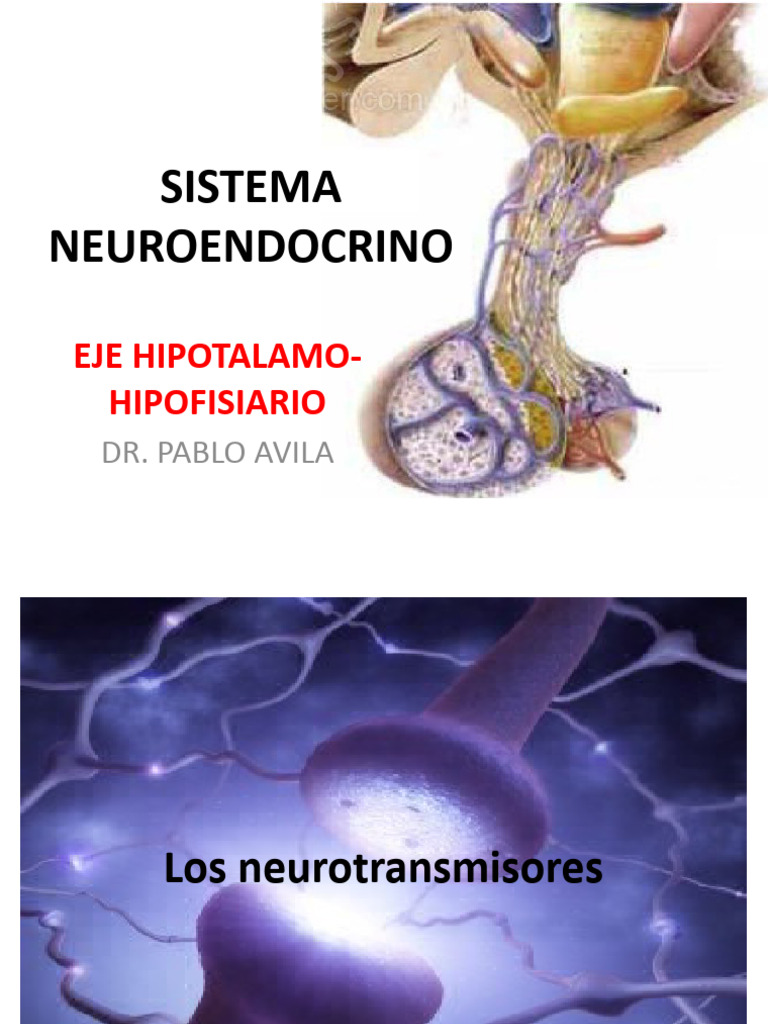 3-sistema-neuroendocrino-pdf-hormona-adrenocorticotr-pica-sinapsis