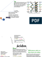 Acidos Nucleicos