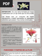 Partes de La Flor y Sus Funciones - Resumen y Esquemas | PDF | Flores ...