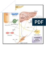 Interrelaciones Metabol