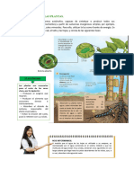 La Nutrición en Las Plantas